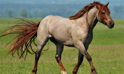 馬的顏色|馬の毛色、14種類まとめ！白、黒、茶色、珍しい色も。